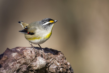 Obraz premium Striated Pardalote (Pardalotus striatus) photographed at Woodlands Historic Park Melbourne Australia