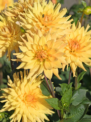 Dahlien, Dahlias