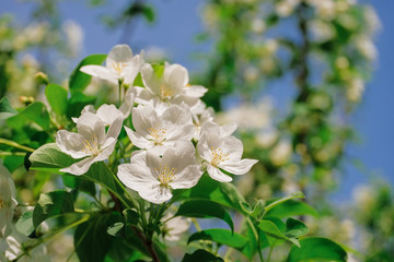 Fototapeta premium Close-up a branch of a blossoming apple tree against a blue sky background. Space for text. Summer and spring trend in fashion.