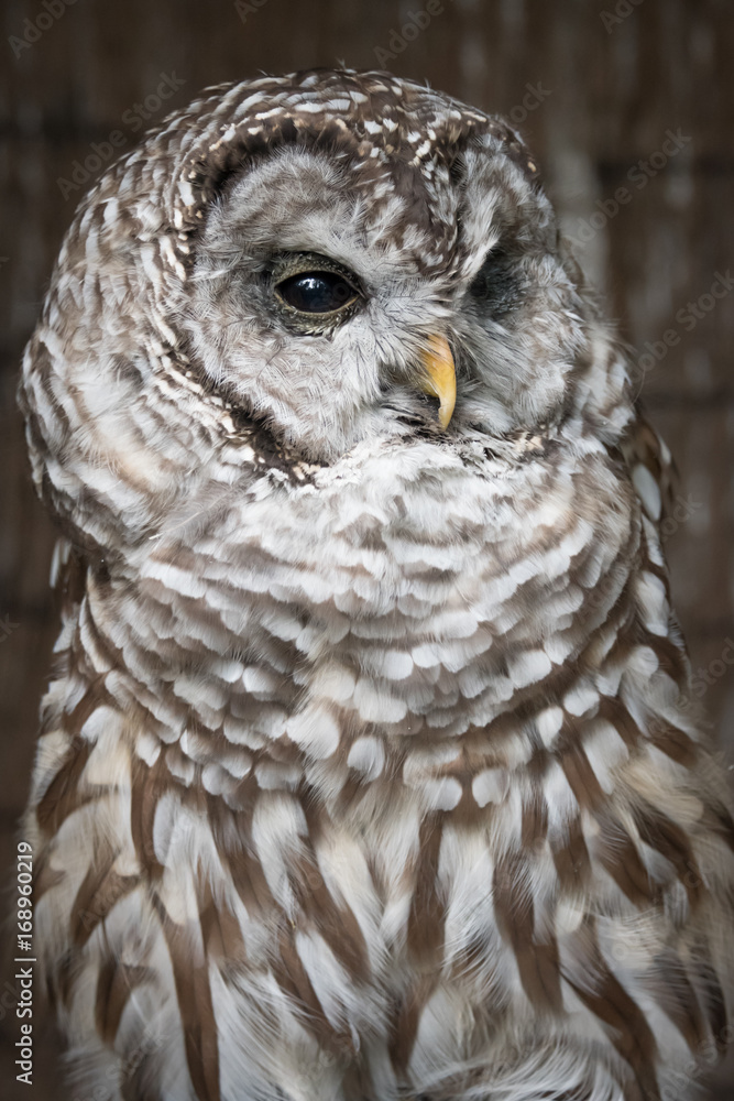 Poster a close vertical upright up three quarter length portrait on a barred owl looking slightly to the ri