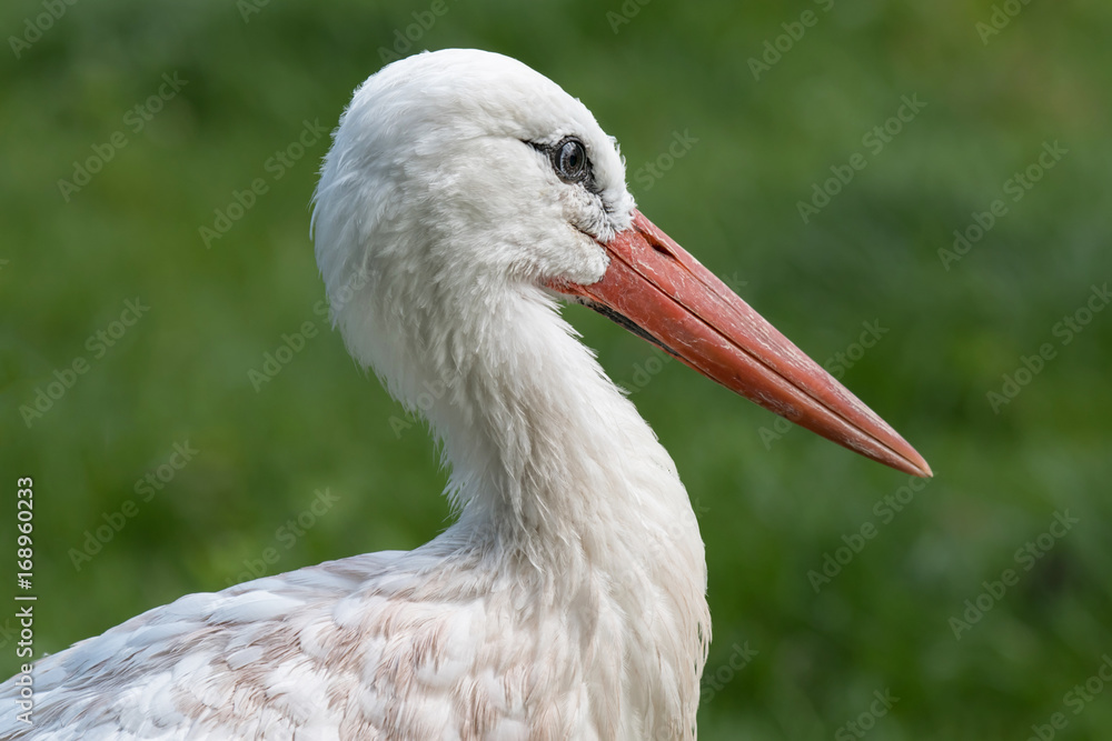 Poster a close up portrait of the head of a white stork facing right with a long beak