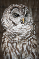 A close vertical upright up three quarter length portrait on a barred owl looking slightly to the right