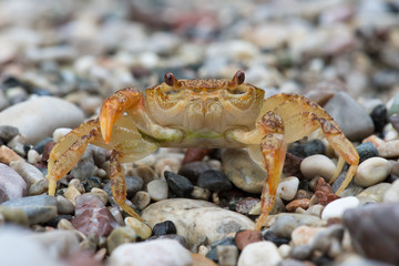 Freshwater Crab (Potamon potamios)/Potamon Potamios Freshwater Crab in stony riverbed