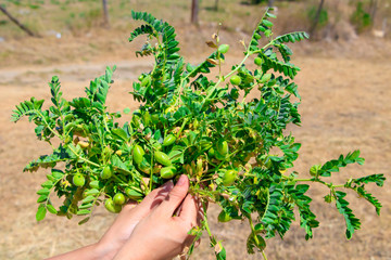 Fresh green chickpeas