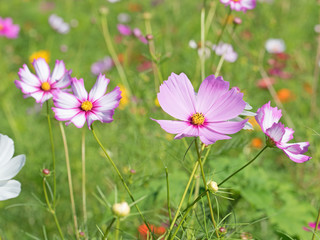 Cosmea, Cosmos bipinnatus, Schmuckkörbchen