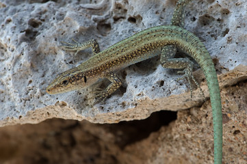 Oertzen Rock Lizard (Anatolacerta Oertzeni)/Anatolacerta Oertzeni lizard basking on rock
