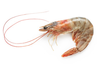 Fresh shrimp isolated on white background. Seafood.