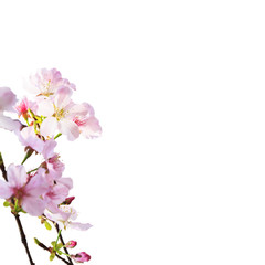 Fototapeta na wymiar realistic sakura cherry branch with blooming flowers with nice background color