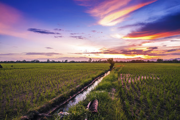 landscape farm rice in thailand at sunset