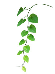 The branches and leaves are green on a white background