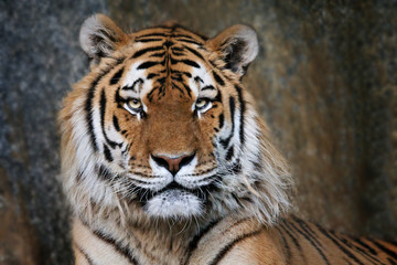 Imposanter Tiger - Portrait