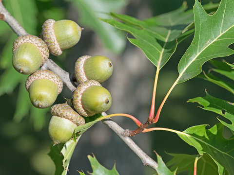 Eichenbaum 이미지 – 찾아보기 1,097 스톡 사진, 벡터 및 비디오 | Adobe Stock