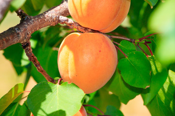 Apricot tree with fruits