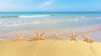 Fototapeta na wymiar seashells on the summer beach with sand