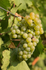 Large bunches of grapes ripen against a background of greenery, close-up