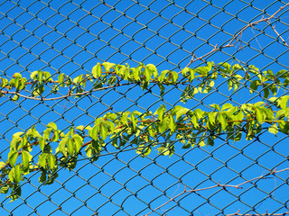 two vines on chain link fence against blue sky background