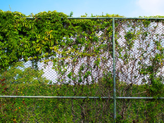 chain link fence covered by climbing vines