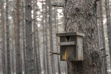 in the middle of the forest bird cage
