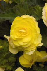 Flower-06