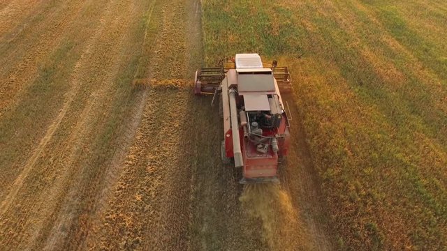 Flight over the field, oats, view from height. Combine harvester removes oats.
