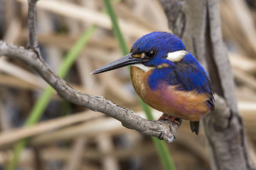 Fototapeta premium Azure Kingfisher (Alcedo azurea) photographed at South Morang Wetlands Melbourne Australia