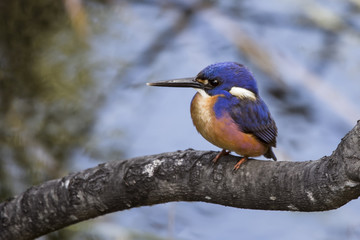 Fototapeta premium Azure Kingfisher (Alcedo azurea) photographed at South Morang Wetlands Melbourne Australia