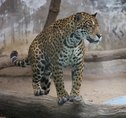 Fototapeta na wymiar Indochinese Leopard 