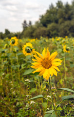 Sunflowers blooming in a field edge