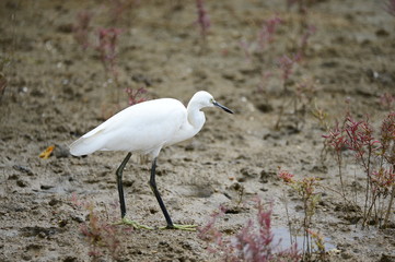 egrets