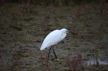 egrets