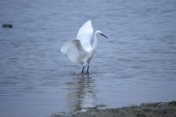 egrets