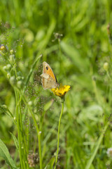 Butterfly spoon sitting on a yellow flower in a meadow.