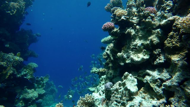 Diving. Coral reef and beautiful fish. Underwater life in the ocean. Tropical fish on coral reefs.