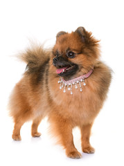 Obraz premium pomeranian spitz in studio