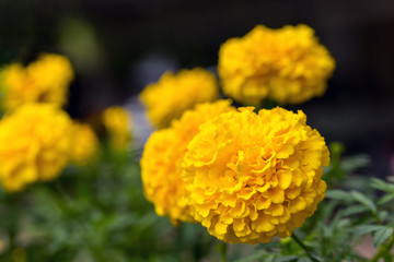 Yellow Marigold flower (Tagetes erecta, Mexican marigold, Aztec marigold, African marigold) Tagetes erecta flower in garden
