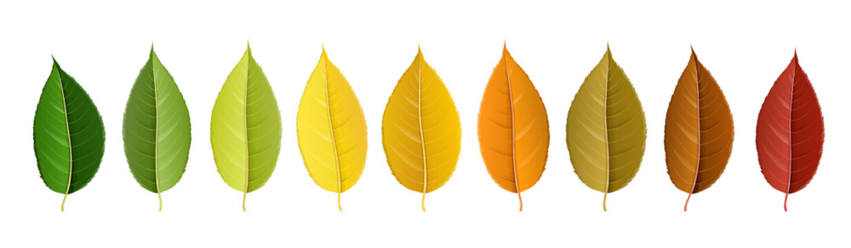 Autumn leaf set arranged in color palette in row, isolated on white, for autumn design and decoration. Realistic vector illustration.