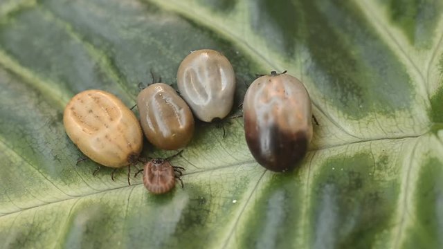 A blood-filled tick crawling on a green leaf