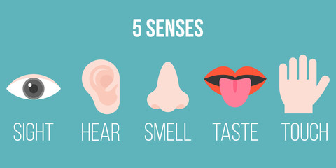 five senses icon, flat design with name, sight, hear, smell, taste, touch