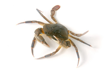 edible alive crab isolated on a white background