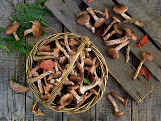 mushrooms honey agarics in basket on grey wooden background. Top view