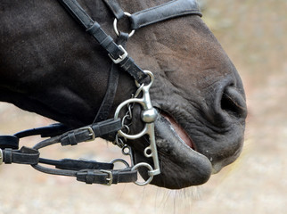 Horse with a bit in the mouth.