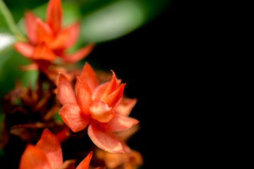 Spike flower in the nature.