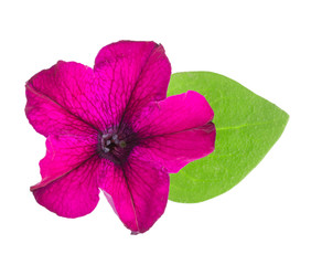 pink flower of petunia with green leaves isolated on white background