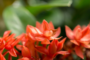 Spike flower in the nature.