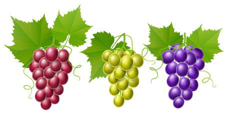 Grape set with red, green and purple grapes, with leaf, realistic vector illustration, isolated on white for harvest and autumn design