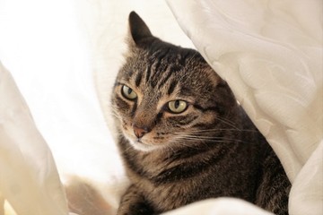 Tiegerkatze im weissen vorhang