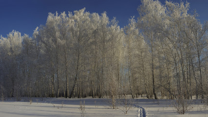 Panorama of a winter forest with trees and shrubs in the frost