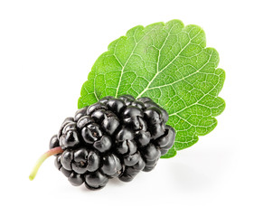 Mulberry berry with leaf isolated on white background macro