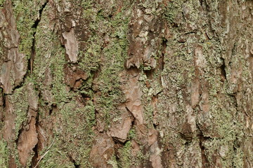 Textur -Baumrinde