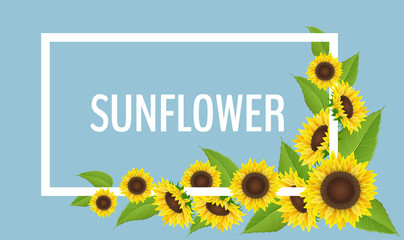 Sunflower frame with corner flower decoration, with leaf, on blue background with white border frame. Summer decoration, realistic vector illustration.